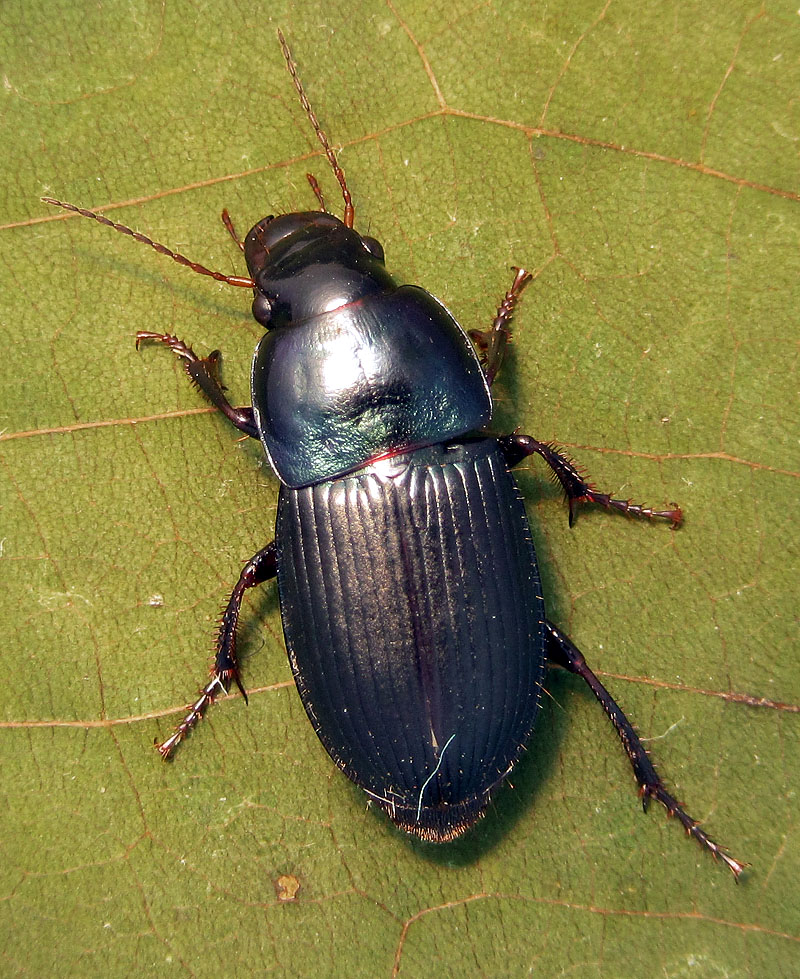 Carabidae: Harpalus dimidiatus